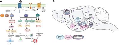 The modulation of emotional and social behaviors by oxytocin signaling in limbic network